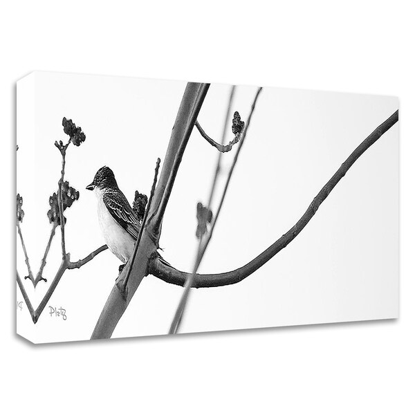 "Kingbird" by Matthew Platz, Print on Canvas, Ready to Hang