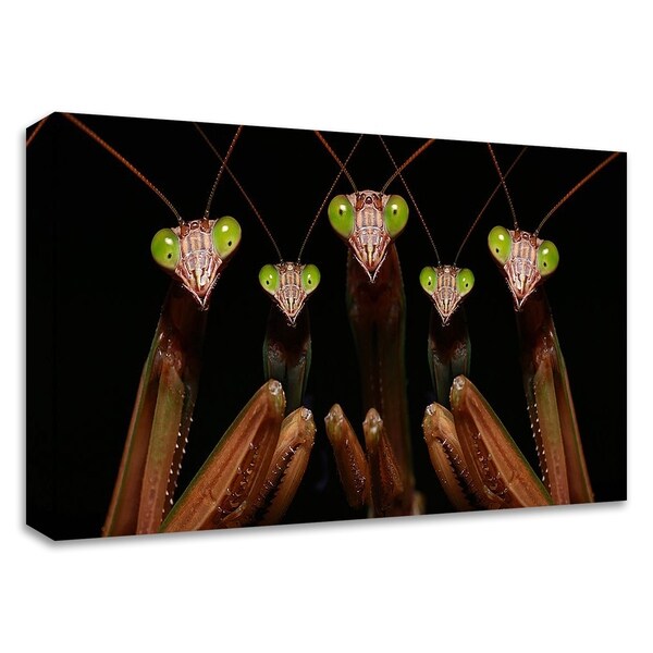 "Praying Mantis: Family Portrait" by Patrick Zephyr, Print on Canvas, Ready to Hang