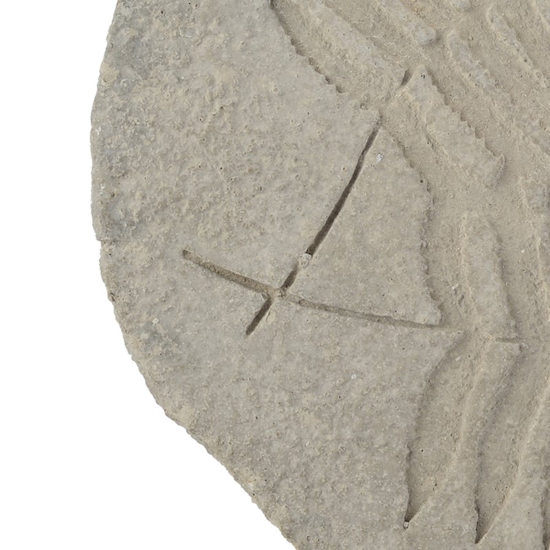 Concrete Fossil Accent Stone with Fern Leaves Imprint, Gray
