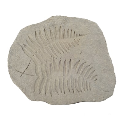 Concrete Fossil Accent Stone with Fern Leaves Imprint, Gray