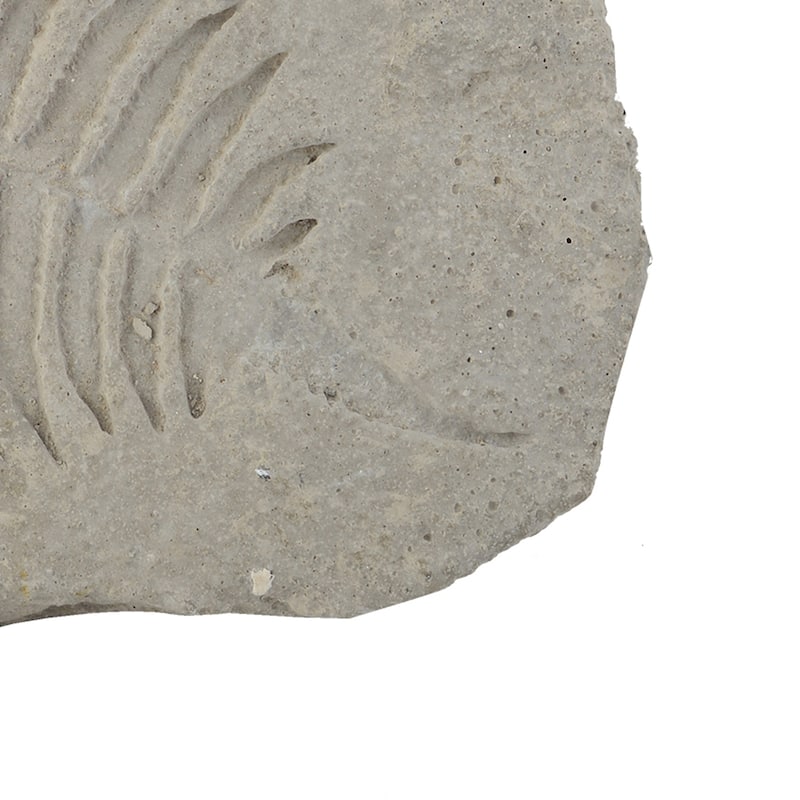 Concrete Fossil Accent Stone with Fern Leaves Imprint, Gray