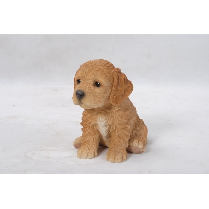 Brown Cockapoo Puppy