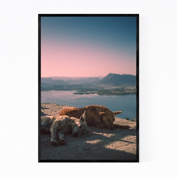 Noir Gallery Udaipur India Dog Photo Framed Art Print
