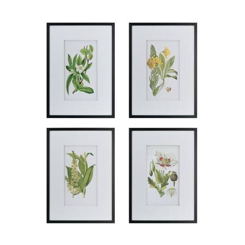 Black Framed Botanical Flower Wall Art (Set of 4)