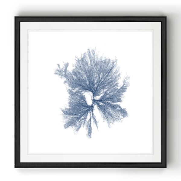 Navy Seaweed III -Black Framed Print. Opens flyout.