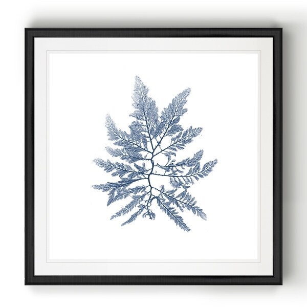 Navy Seaweed II -Black Framed Print. Opens flyout.