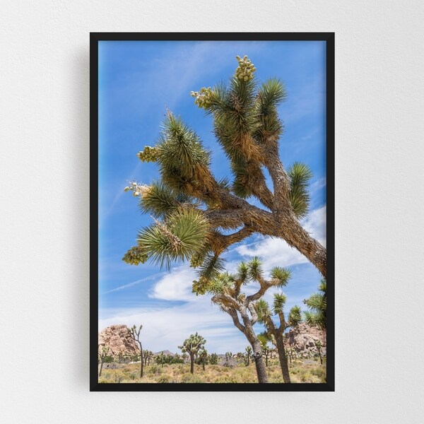 Noir Gallery Joshua Tree California Desert Nature Framed Art Print