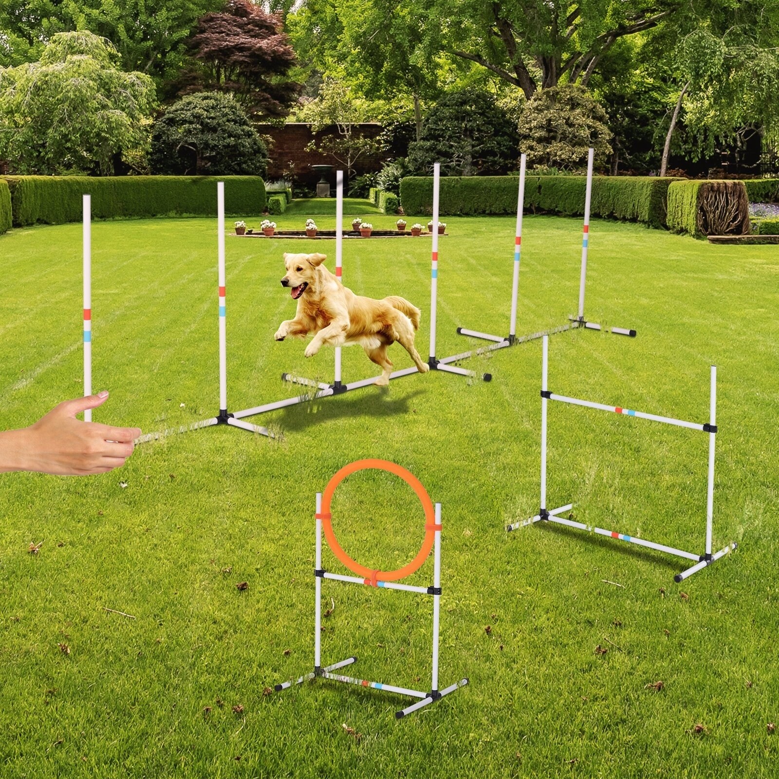 dog obstacle race