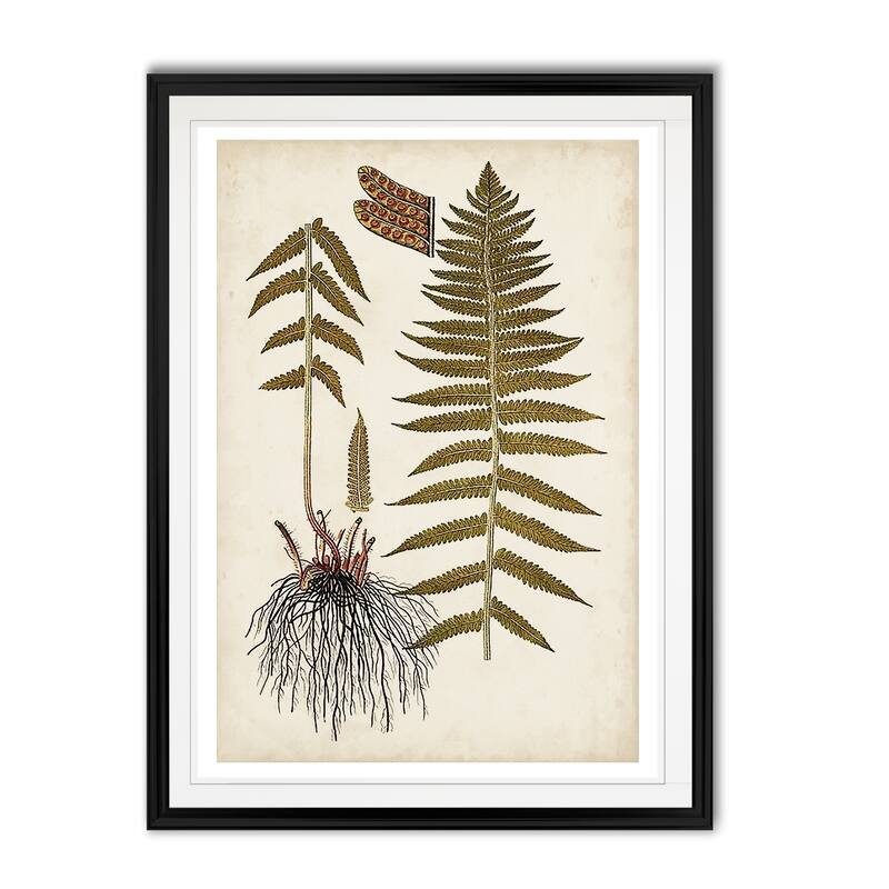 Fern Botanical V -Custom Framed Print