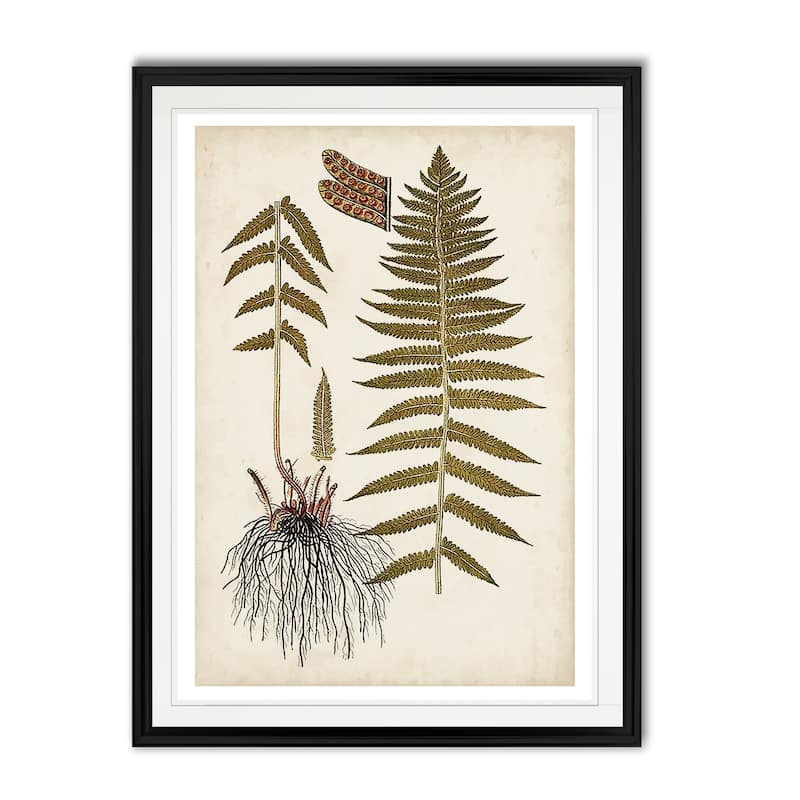 Fern Botanical V -Custom Framed Print