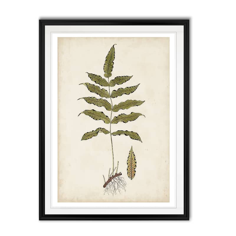 Fern Botanical III -Custom Framed Print