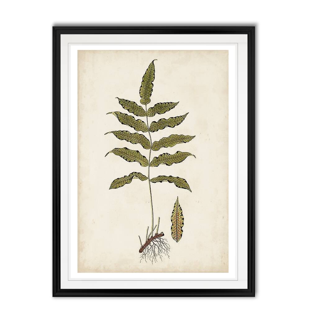 Fern Botanical III -Custom Framed Print