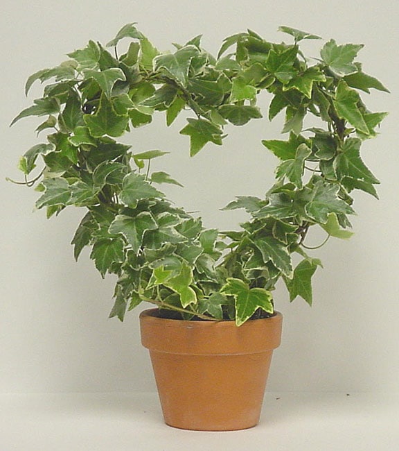 Variegated Ivy Heart In Clay Pot