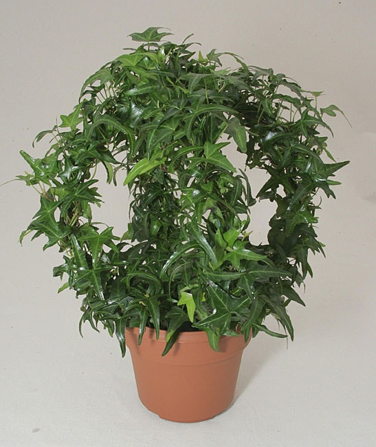 Ivy Gazebo in Plastic Terracotta Pot