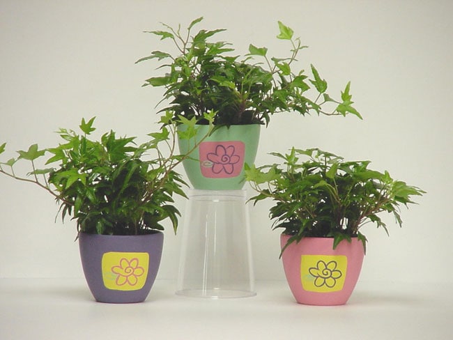 Ivy in Flower Power Ceramic Container (Set of 3)  