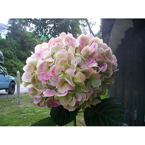 Extra Large Antique Green Hydrangea (4 Stems)  