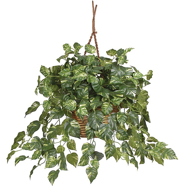 Pothos Silk Plant in Hanging Basket  