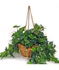 slide 1 of 1, Forever Silk English Ivy Hanging Basket (case of 2)