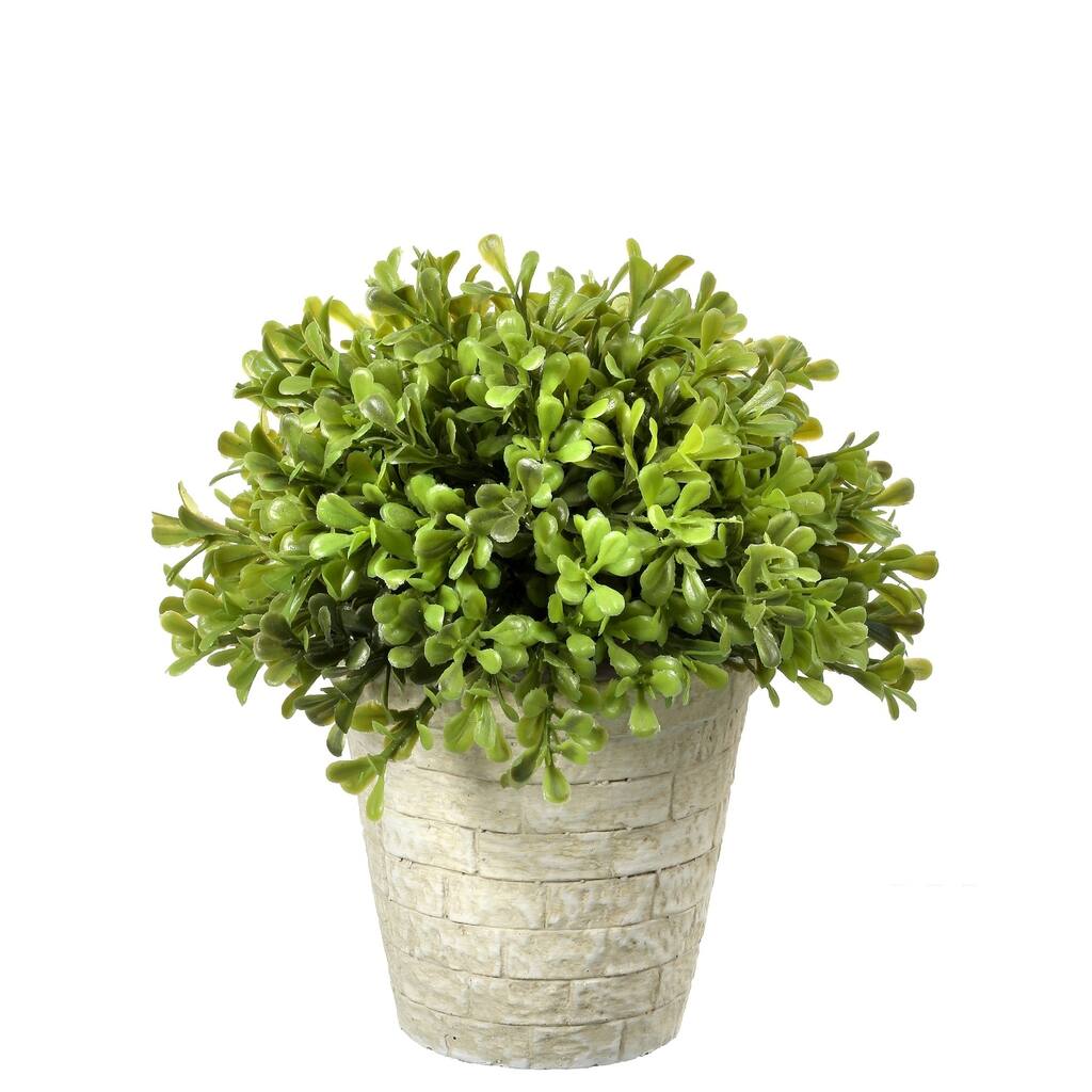 Regency Spring Boxwood Dome Topiary 8"
