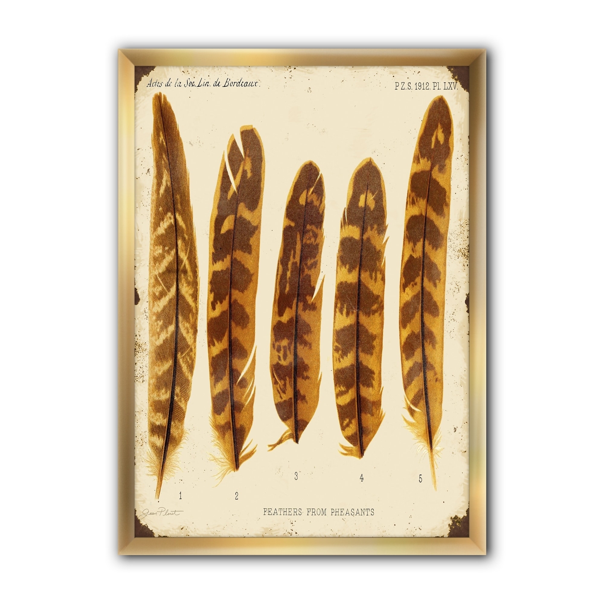 pheasant feathers