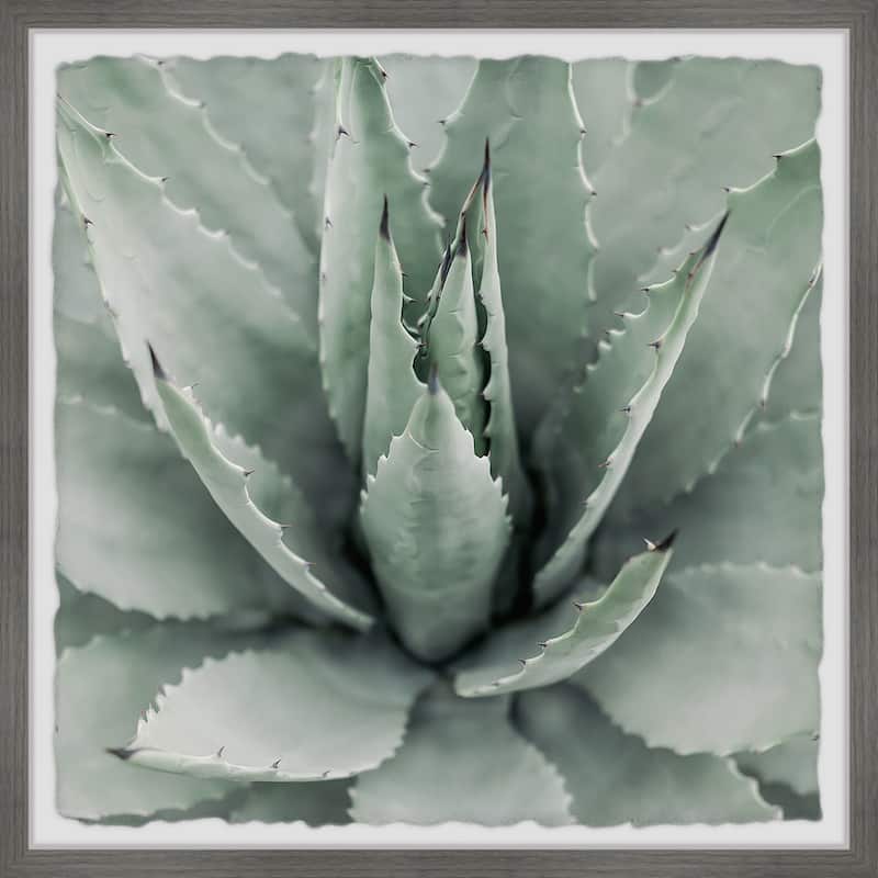 Toothed Leaf Succulent' Framed Painting Print