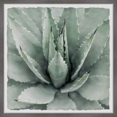 Toothed Leaf Succulent' Framed Painting Print