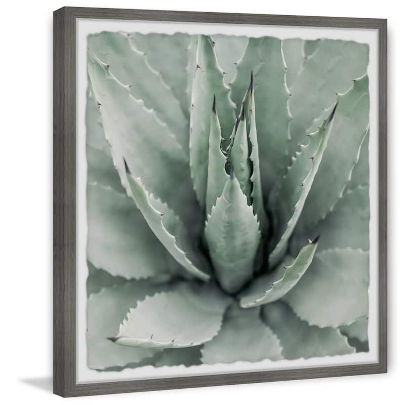 Toothed Leaf Succulent' Framed Painting Print