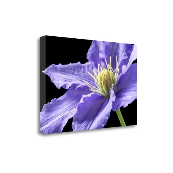 "Purple Clematis" By Amalia Elena Veralli, Giclee Print on Gallery Wrap Canvas