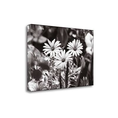 "Americana" By James Omara, Fine Art Giclee Print on Gallery Wrap Canvas, Ready to Hang