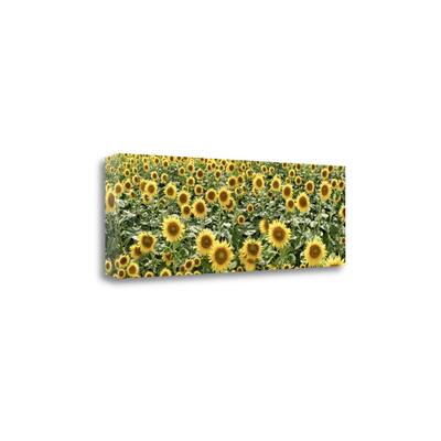 "Tuscan Sunflower Pano - 1" By Alan Blaustein, Giclee on Gallery Wrap Canvas