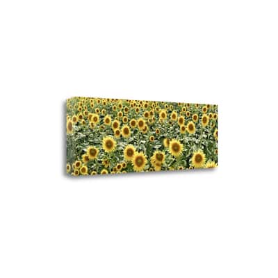 "Tuscan Sunflower Pano - 1" By Alan Blaustein, Giclee on Gallery Wrap Canvas