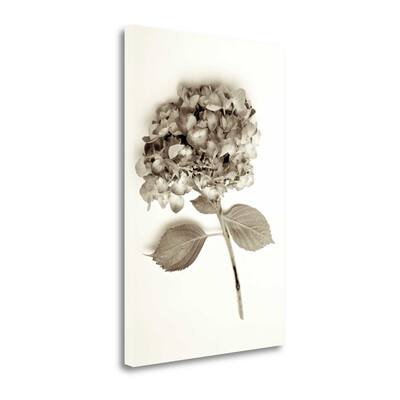 "Garden Bloom - 2" By Alan Blaustein, Fine Art Giclee Print on Gallery Wrap Canvas, Ready to Hang