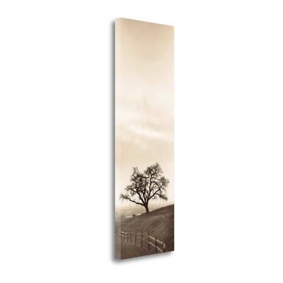 "Sentinel Oak Tree" By Alan Blaustein, Fine Art Giclee Print on Gallery Wrap Canvas, Ready to Hang