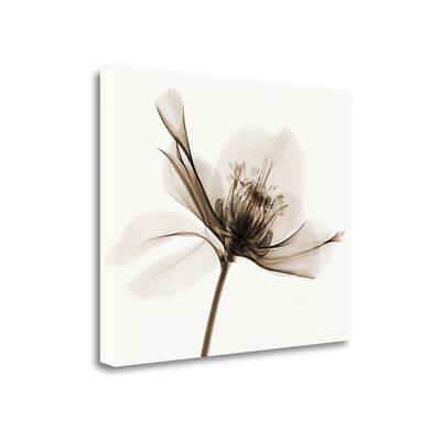 "Hellebore II" By Robert Coop, Fine Art Giclee Print on Gallery Wrap Canvas, Ready to Hang