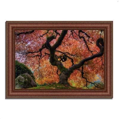 "Japanese Maple in Autumn", Framed Photograph Print