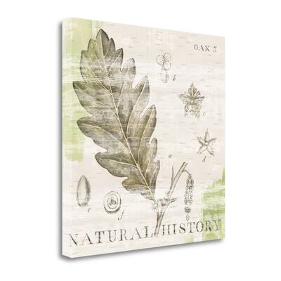 "Natural History Oak III" By Sue Schlabach, Giclee Print on Gallery Wrap Canvas