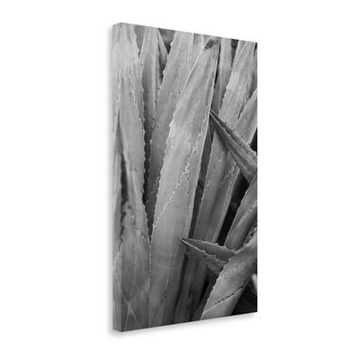 "Abstract Agava II" By Elizabeth Urquhart, Giclee Print on Gallery Wrap Canvas