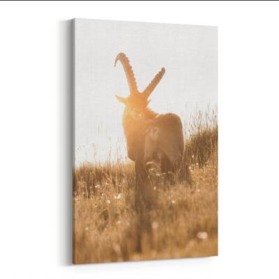 Noir Gallery Bernese Highlands Switzerland Ibex Canvas Wall Art Print