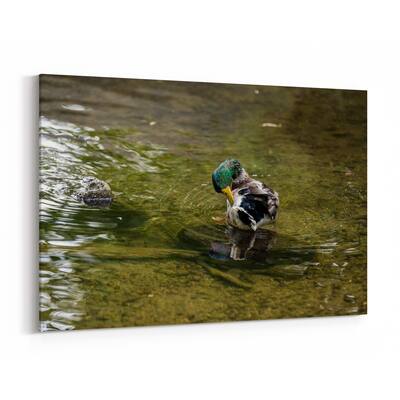 Noir Gallery Konolfingen Switzerland Duck Photo Canvas Wall Art Print