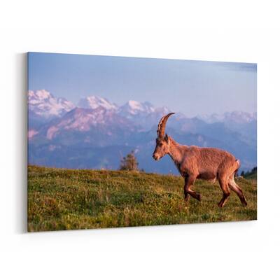 Noir Gallery Bernese Highlands Switzerland Ibex Canvas Wall Art Print