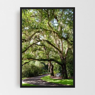 Noir Gallery Lake Wales Florida Nature Photo Framed Art Print