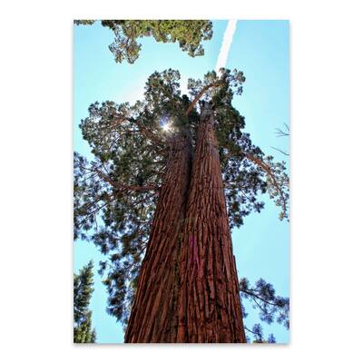 Noir Gallery Mariposa Grove California Photo Metal Wall Art Print