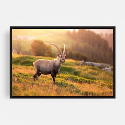 Noir Gallery Bernese Highlands Switzerland Ibex Framed Art Print