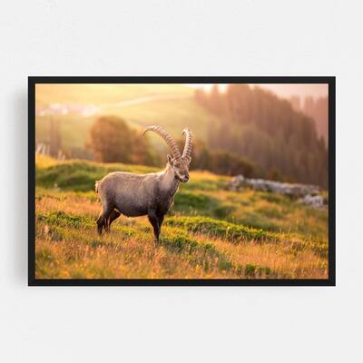 Noir Gallery Bernese Highlands Switzerland Ibex Framed Art Print