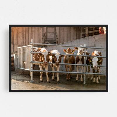 Noir Gallery Trub Switzerland Animal Cow Photo Framed Art Print