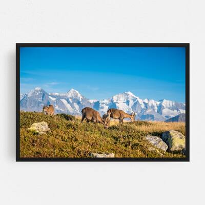 Noir Gallery Bernese Highlands Switzerland Ibex Framed Art Print