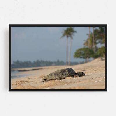 Noir Gallery Hilo Hawaii Beach Turtle Photo Framed Art Print