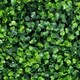 preview thumbnail 2 of 6, 20 x 20" 12 Piece Artificial Plant Hedge Mat Screen
