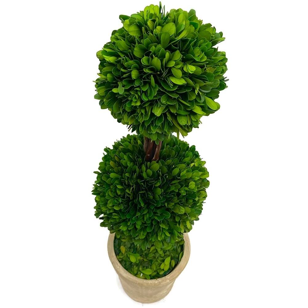 Modern Home Real Preserved Boxwood Double Ball Topiary 28 Bed Bath