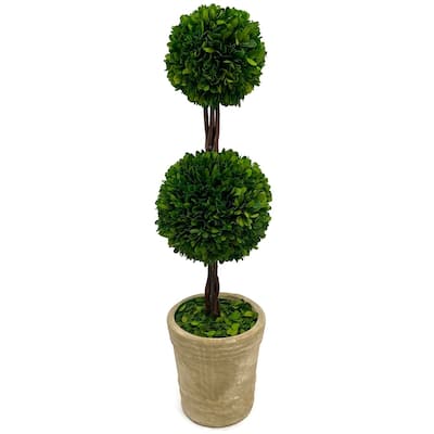 Modern Home Real Preserved Boxwood Double Ball Topiary - 28